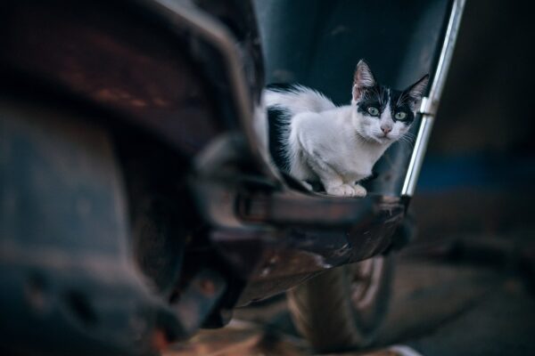 cat 3249951 960 720
